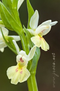 Dactylorhiza insularis (Sommier) Ó. Sánchez & Herrero in Castrov. & al.