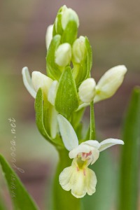 Dactylorhiza insularis (Sommier) Ó. Sánchez & Herrero in Castrov. & al.