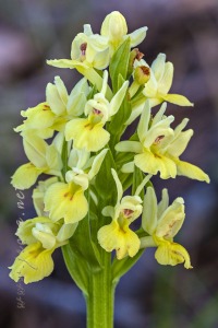Dactylorhiza insularis (Sommier) Ó. Sánchez & Herrero in Castrov. & al.