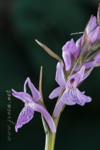 Dactylorhiza irenica F.M.Vázquez