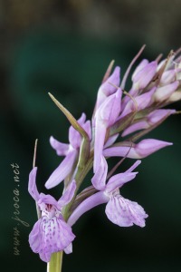 Dactylorhiza maculata (L.) Soó