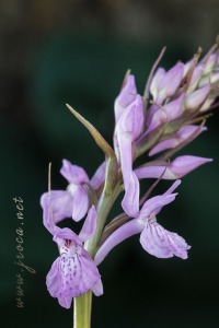 Dactylorhiza maculata (L.) Soó