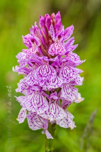 Dactylorhiza maculata (L.) Soó