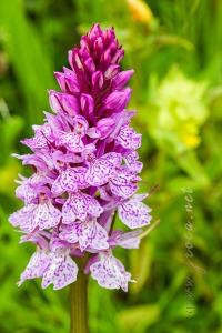 Dactylorhiza maculata (L.) Soó