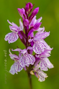 Dactylorhiza maculata (L.) Soó