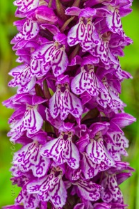 Dactylorhiza maculata (L.) Soó