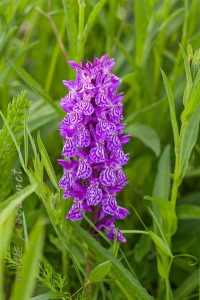 Dactylorhiza maculata (L.) Soó