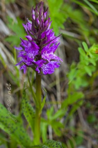 Dactylorhiza maculata (L.) Soó