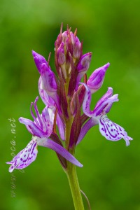 Dactylorhiza maculata (L.) Soó