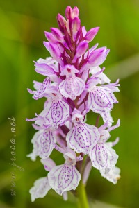 Dactylorhiza maculata (L.) Soó