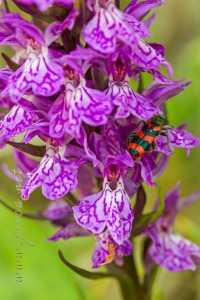 Dactylorhiza maculata (L.) Soó