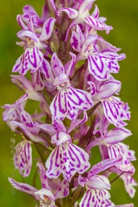 Dactylorhiza maculata (L.) Soó