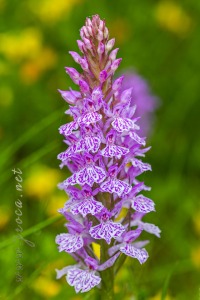 Dactylorhiza maculata (L.) Soó