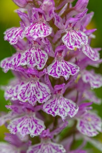Dactylorhiza maculata (L.) Soó
