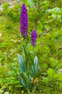 Dactylorhiza majalis (Rchb.) P.F.Hunt & Summerh.