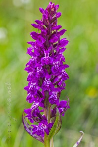 Dactylorhiza majalis (Rchb.) P.F.Hunt & Summerh.
