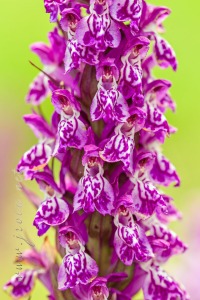 Dactylorhiza majalis (Rchb.) P.F.Hunt & Summerh.