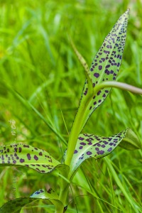 Dactylorhiza majalis (Rchb.) P.F.Hunt & Summerh.