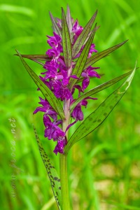 Dactylorhiza majalis (Rchb.) P.F.Hunt & Summerh.
