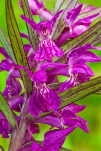 Dactylorhiza majalis (Rchb.) P.F.Hunt & Summerh.