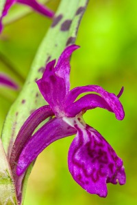 Dactylorhiza majalis (Rchb.) P.F.Hunt & Summerh.