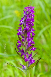 Dactylorhiza majalis (Rchb.) P.F.Hunt & Summerh.