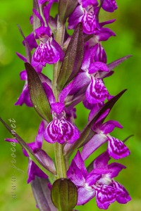 Dactylorhiza majalis (Rchb.) P.F.Hunt & Summerh.