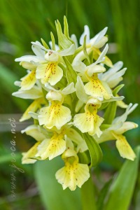Dactylorhiza sambucina (L.) Soó
