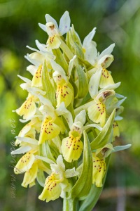 Dactylorhiza sambucina (L.) Soó