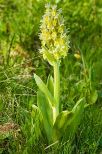 Dactylorhiza sambucina (L.) Soó
