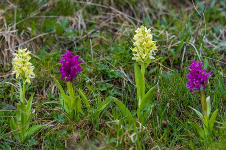 Dactylorhiza sambucina (L.) Soó