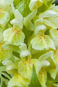 Dactylorhiza sambucina (L.) Soó