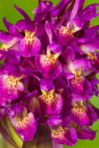 Dactylorhiza sambucina (L.) Soó