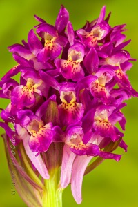 Dactylorhiza sambucina (L.) Soó