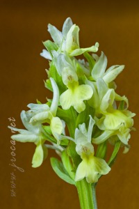 Dactylorhiza markusii (Tineo) H. Baumann & Künkele