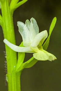Dactylorhiza markusii (Tineo) H. Baumann & Künkele