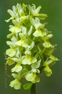 Dactylorhiza markusii (Tineo) H. Baumann & Künkele
