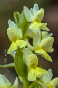 Dactylorhiza markusii (Tineo) H. Baumann & Künkele