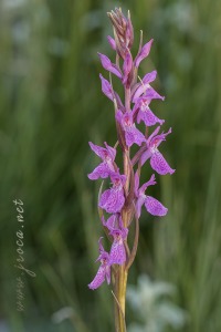 Dactylorhiza x delamainii ( G.Keller ex T.Stephenson ) SoÃ³ 1962