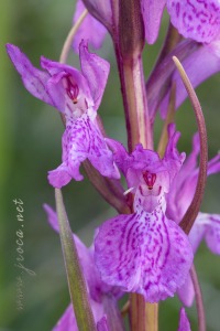 Dactylorhiza x delamainii ( G.Keller ex T.Stephenson ) SoÃ³ 1962