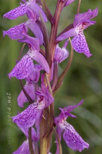 Dactylorhiza x delamainii ( G.Keller ex T.Stephenson ) SoÃ³ 1962