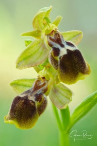 Ophrys × diazii M. Becerra & D. Quintana