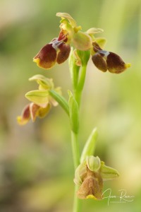 Ophrys × diazii M. Becerra & D. Quintana
