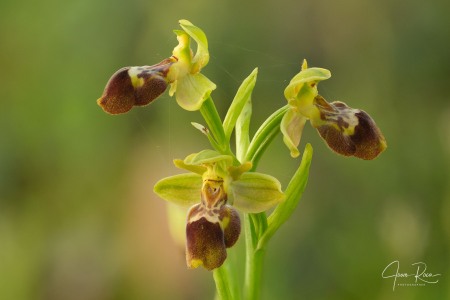 Ophrys × diazii M. Becerra & D. Quintana