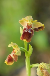Ophrys × diazii M. Becerra & D. Quintana