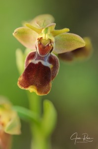 Ophrys × diazii M. Becerra & D. Quintana
