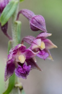 Epipactis atrorubens (Hoffm.) Besser