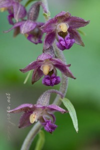 Epipactis atrorubens (Hoffm.) Besser