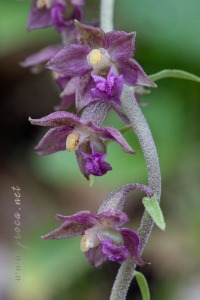 Epipactis atrorubens (Hoffm.) Besser