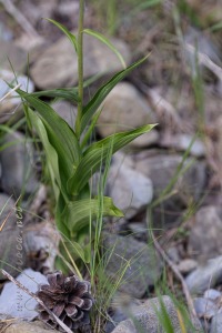Epipactis atrorubens (Hoffm.) Besser